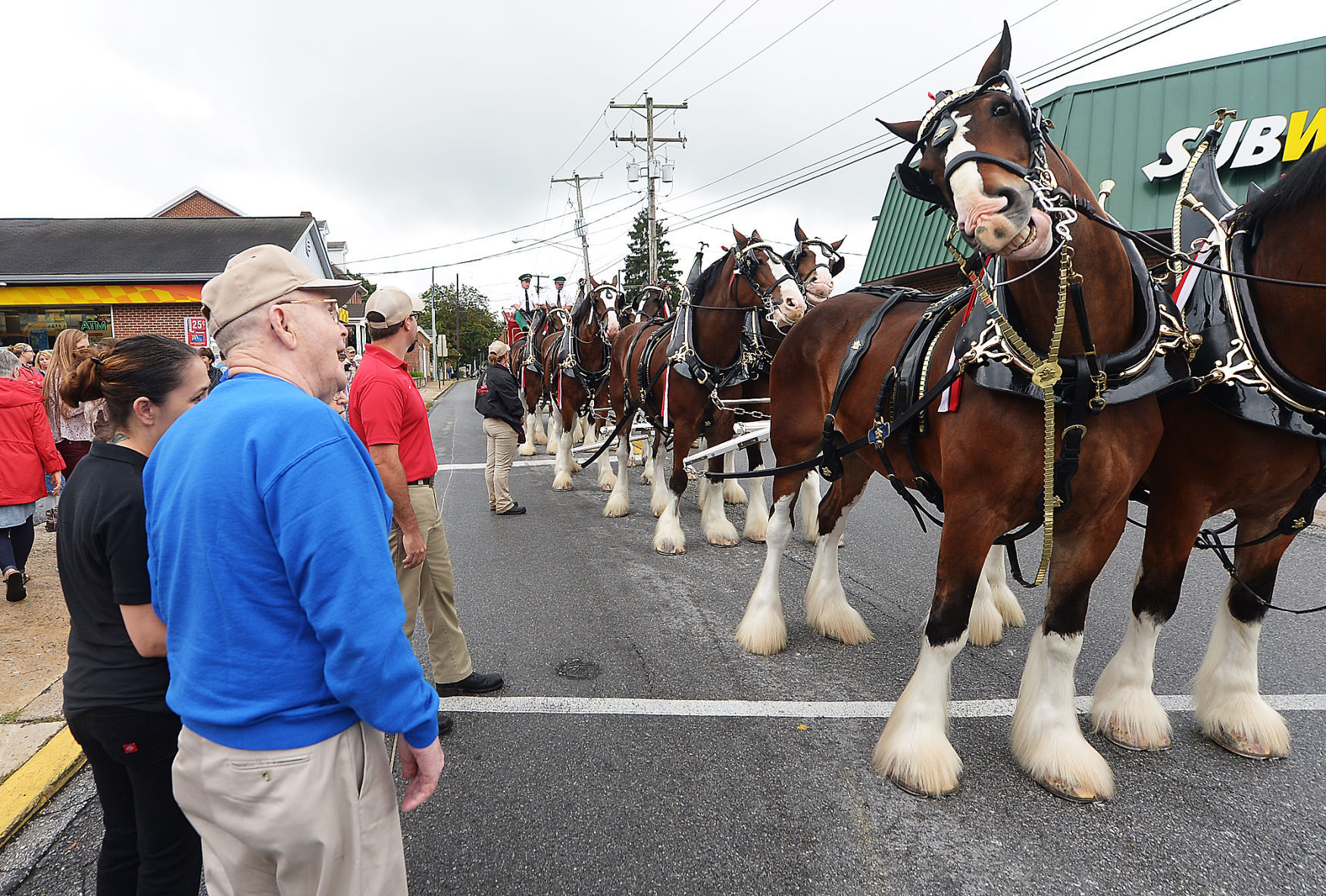 Budweiser Clydesdales Visit Shippensburg